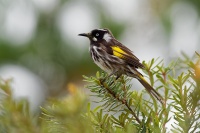 Medosavka zlutokridla - Phylidonyris novaehollandiae - New Holland Honeyeater o2227